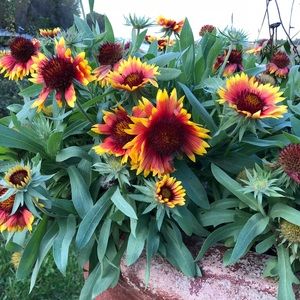 Meet your Posher, Vanesa